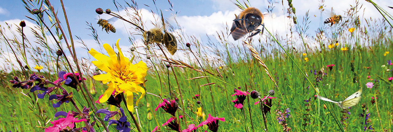 Aktion Wildblumen Steiermark, Blühen und Summen