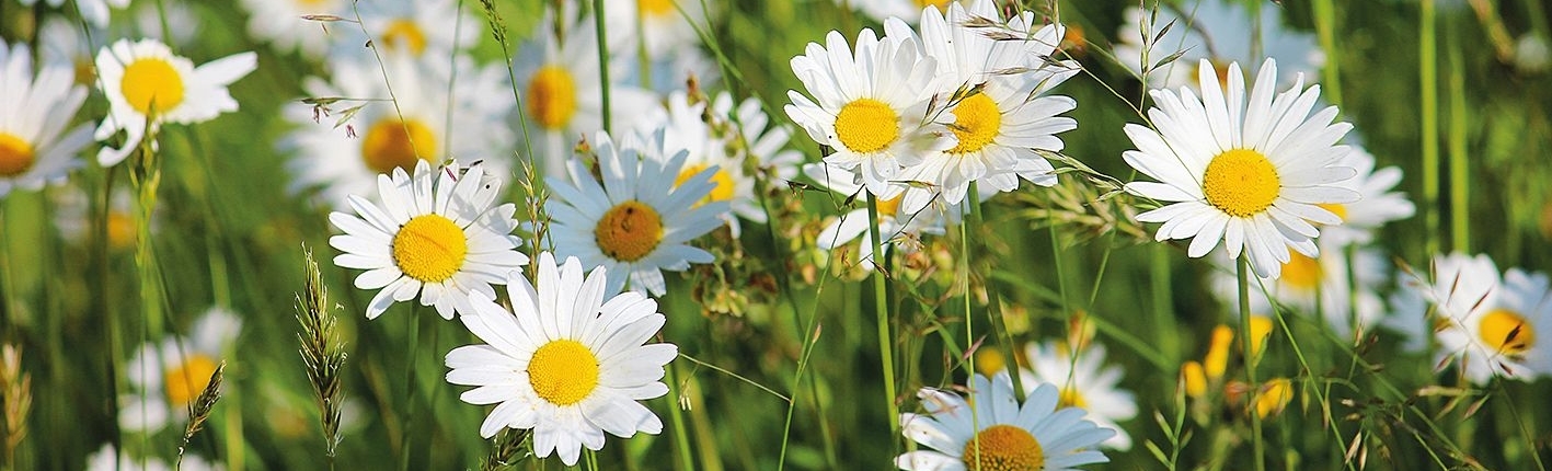 Aktion Wildblumen und Wiesenblumen in der Steiermark