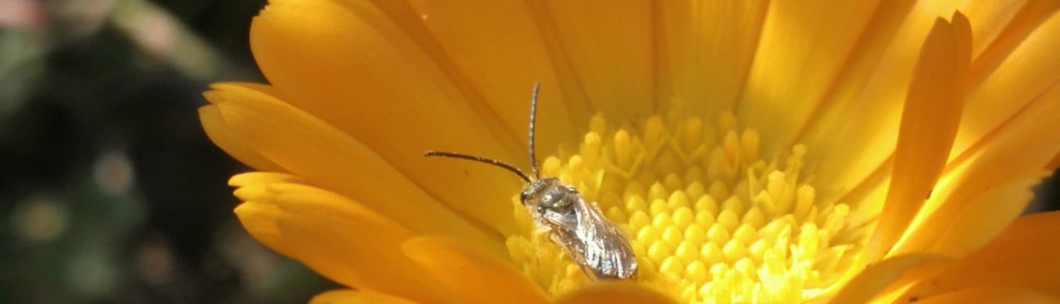 Leitfaden für Wildblumenwiesen für Naturliebhaber